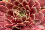 Rojnik „BigSam Ruby Star” - Sempervivum hybridum „BigSam Ruby Star” - Image 3