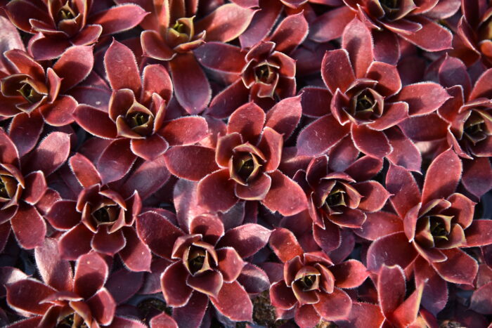 Rojnik „BigSam Ruby Star” - Sempervivum hybridum „BigSam Ruby Star” - Image 4