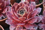 Rojnik „BigSam Ruby Star” - Sempervivum hybridum „BigSam Ruby Star” - Image 2