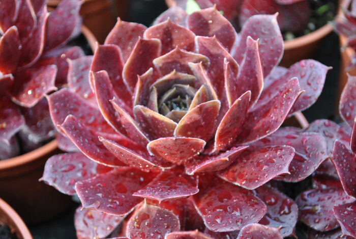 Rojnik „BigSam Ruby Star” - Sempervivum hybridum „BigSam Ruby Star” - Image 2