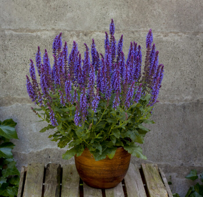 Szałwia omszona „Blue Field” - Salvia nemorosa "Blue Field" - obrazek 1