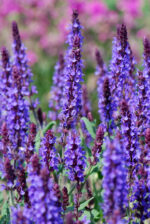 Szałwia omszona „Blue Field” - Salvia nemorosa "Blue Field" - obrazek 2