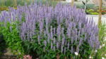 Kłosowiec „Blue Fortune” - Agastache hybrida "Blue Fortune" - obrazek 2
