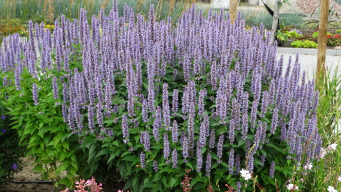 Kłosowiec „Blue Fortune” - Agastache hybrida "Blue Fortune" - obrazek 2