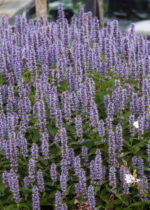 Kłosowiec „Blue Fortune” - Agastache hybrida "Blue Fortune"