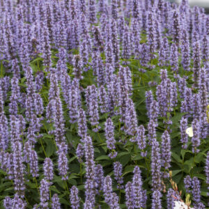 Kłosowiec „Blue Fortune” - Agastache hybrida "Blue Fortune"