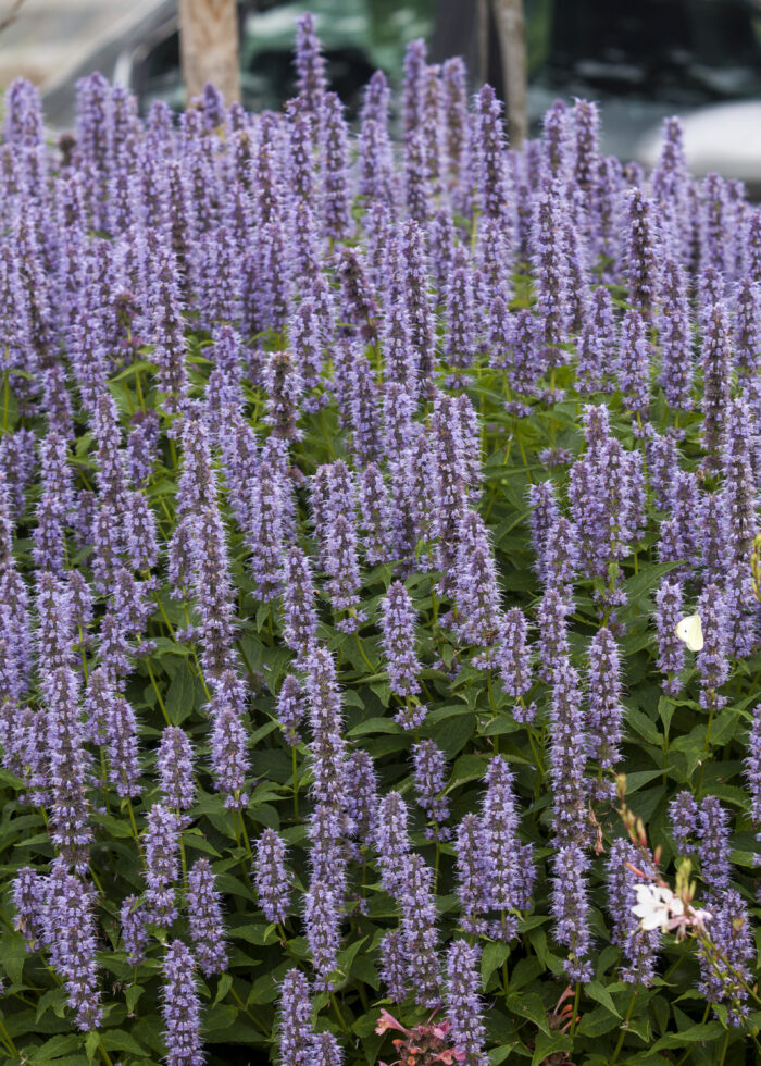Kłosowiec „Blue Fortune” - Agastache hybrida "Blue Fortune" - obrazek 1