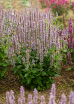 Kłosowiec „Blue Fortune” - Agastache hybrida "Blue Fortune" - obrazek 3