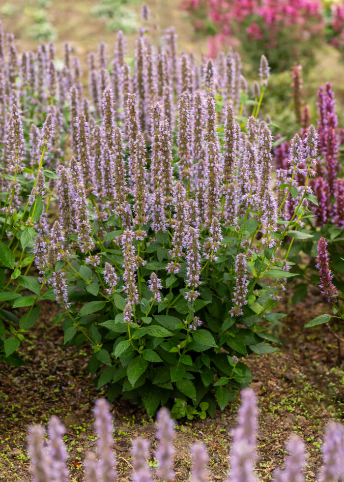 Kłosowiec „Blue Fortune” - Agastache hybrida "Blue Fortune" - obrazek 3