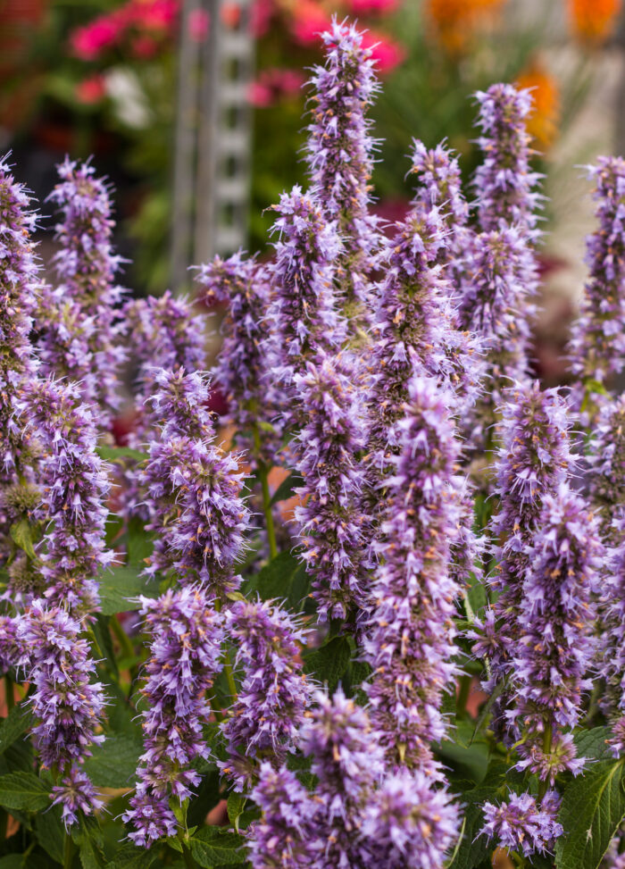 Kłosowiec „Blue Fortune” - Agastache hybrida "Blue Fortune" - obrazek 4