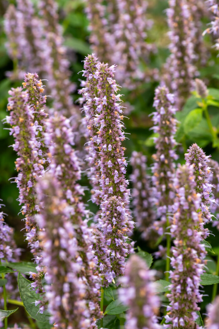 Kłosowiec „Blue Fortune” - Agastache hybrida "Blue Fortune" - obrazek 5