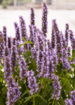 Kłosowiec „Blue Fortune” - Agastache hybrida "Blue Fortune" - obrazek 6