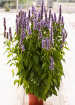 Kłosowiec „Blue Fortune” - Agastache hybrida "Blue Fortune" - obrazek 7