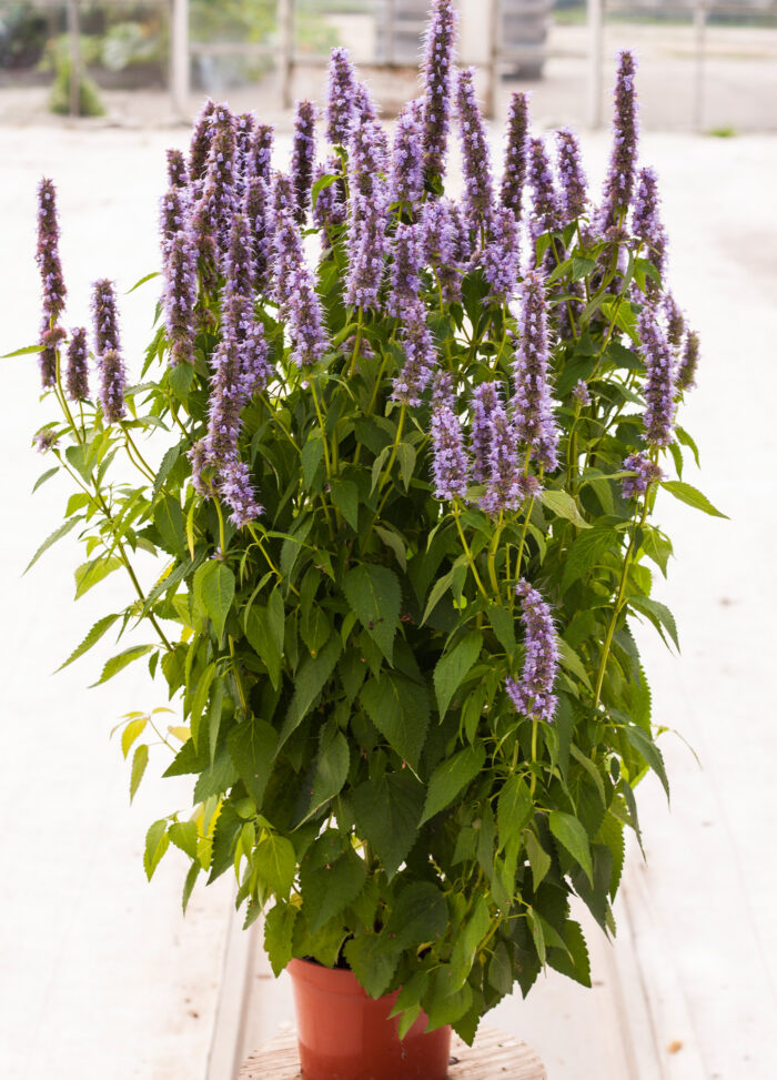 Kłosowiec „Blue Fortune” - Agastache hybrida "Blue Fortune" - obrazek 7