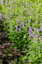 Kłosowiec „Blue Fortune” - Agastache hybrida "Blue Fortune" - obrazek 8