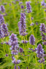 Kłosowiec „Blue Fortune” - Agastache hybrida "Blue Fortune" - obrazek 9