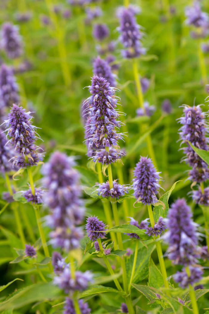 Kłosowiec „Blue Fortune” - Agastache hybrida "Blue Fortune" - obrazek 9