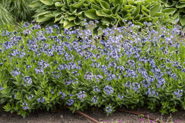 Amzonia nadreńska „Blue Ice” - Amsonia "Blue Ice" - obrazek 4
