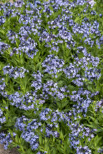 Amzonia nadreńska „Blue Ice” - Amsonia "Blue Ice" - obrazek 5