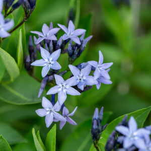 Amzonia nadreńska „Blue Ice” - Amsonia "Blue Ice"