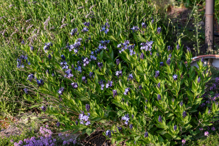 Amzonia nadreńska „Blue Ice” - Amsonia "Blue Ice" - obrazek 2