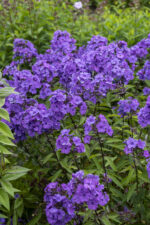 Floks wiechowaty „Blue Paradise” - Phlox paniculata "Blue Paradise" - Image 3