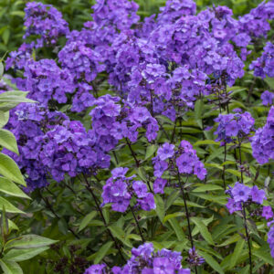 Floks wiechowaty „Blue Paradise” - Phlox paniculata "Blue Paradise"