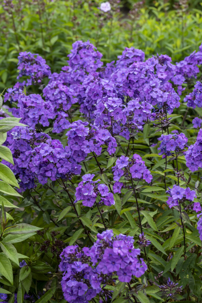 Floks wiechowaty „Blue Paradise” - Phlox paniculata "Blue Paradise" - Image 1