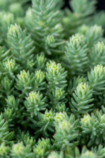 Rozchodnik ościsty „Blue Spruce” - Sedum rupestre "Blue Spruce"