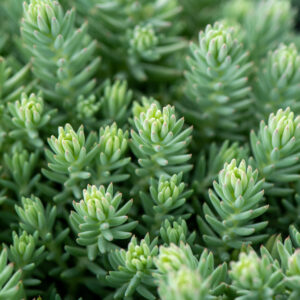 Rozchodnik ościsty „Blue Spruce” - Sedum rupestre "Blue Spruce"