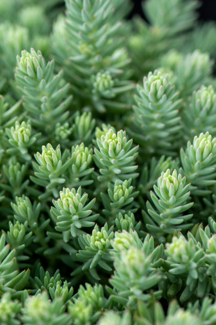 Rozchodnik ościsty „Blue Spruce” - Sedum rupestre "Blue Spruce" - Image 1