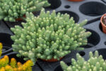 Rozchodnik ościsty „Blue Spruce” - Sedum rupestre "Blue Spruce" - Image 3