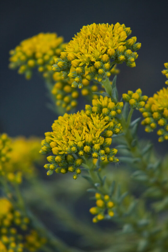 Rozchodnik ościsty „Blue Spruce” - Sedum rupestre "Blue Spruce" - Image 4