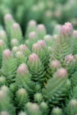 Rozchodnik ościsty „Blue Spruce” - Sedum rupestre "Blue Spruce" - Image 5
