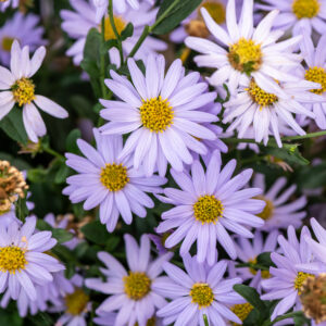 Kalimeris wciętolistna „Blue Star” - Kalimeris incisa „Blue Star”