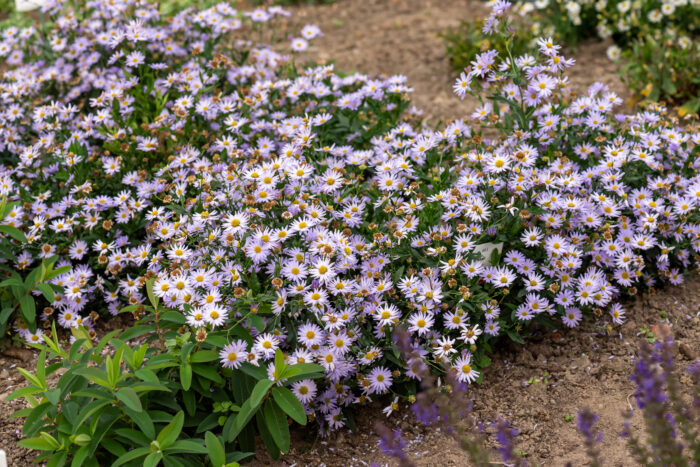 Kalimeris wciętolistna „Blue Star” - Kalimeris incisa „Blue Star” - obrazek 2