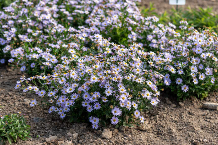 Kalimeris wciętolistna „Blue Star” - Kalimeris incisa „Blue Star” - obrazek 3