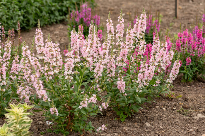 Krwawnica pospolita „Blush” - Lythrum salicaria „Blush” - Image 3