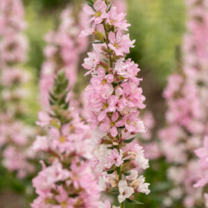 Krwawnica pospolita „Blush” - Lythrum salicaria „Blush”