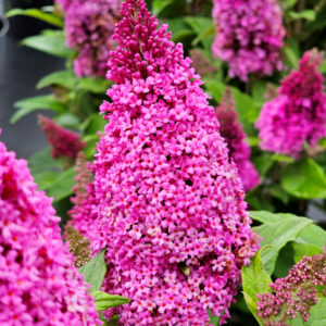 Budleja Dawida "Butterfly Candy Little Cerise" - Buddleja davidii Butterfly Candy Little Cerise