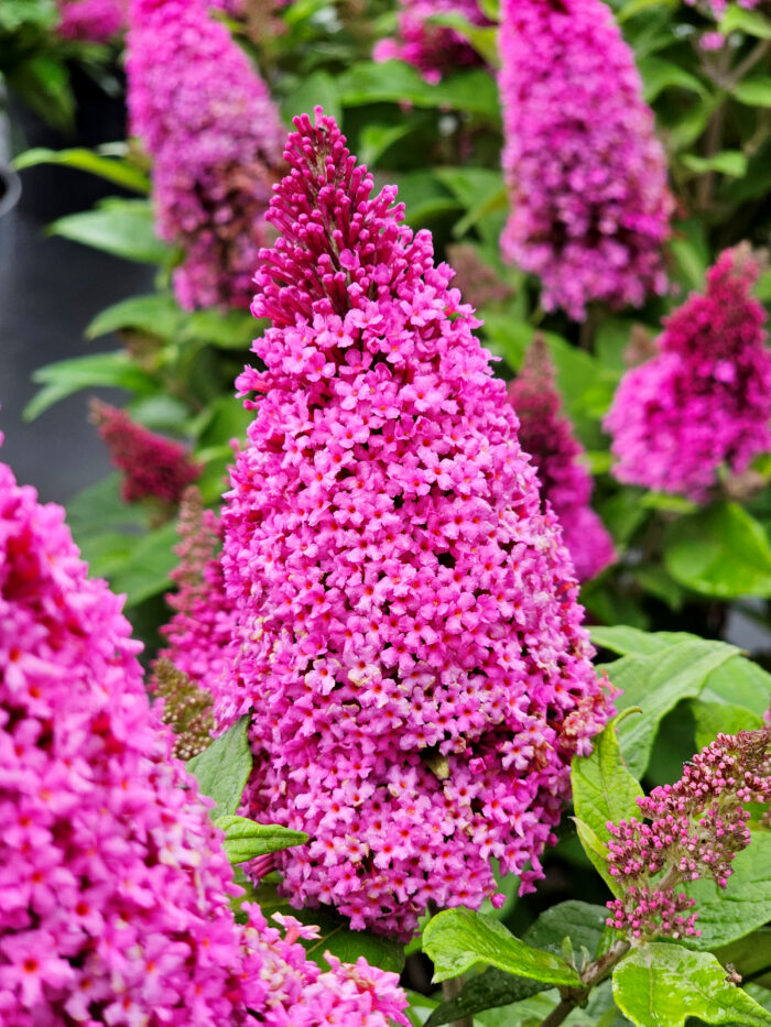 Budleja Dawida "Butterfly Candy Little Cerise" - Buddleja davidii Butterfly Candy Little Cerise - Image 1