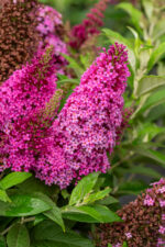 Budleja Dawida "Butterfly Candy Little Cerise" - Buddleja davidii Butterfly Candy Little Cerise - Image 2