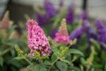 Budleja Dawida "Butterfly Candy Little Pink" - Buddleja davidii Butterfly Candy Little Pink - Image 2