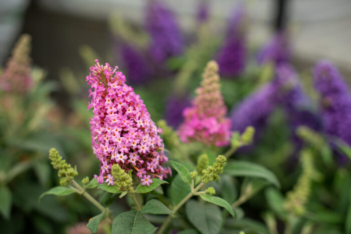 Budleja Dawida "Butterfly Candy Little Pink" - Buddleja davidii Butterfly Candy Little Pink - Image 2