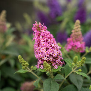 Budleja Dawida "Butterfly Candy Little Pink" - Buddleja davidii Butterfly Candy Little Pink
