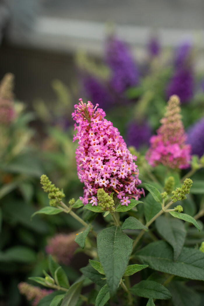 Budleja Dawida "Butterfly Candy Little Pink" - Buddleja davidii Butterfly Candy Little Pink - Image 1