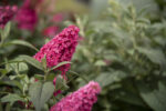 Budleja Dawida "Butterfly Candy Little Ruby" - Buddleja davidii Butterfly Candy Little Ruby - Image 5