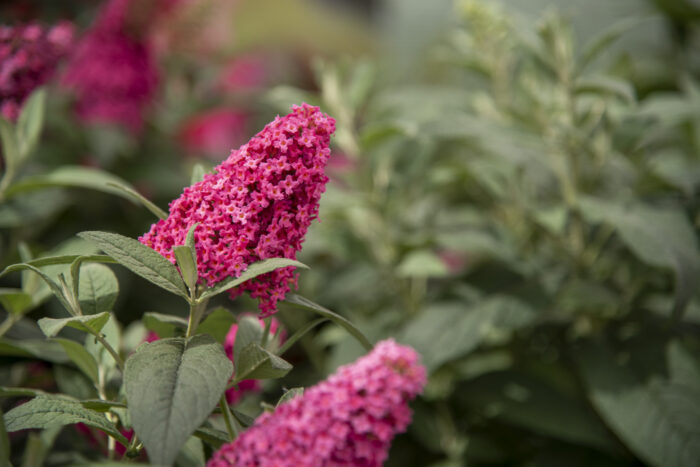 Budleja Dawida "Butterfly Candy Little Ruby" - Buddleja davidii Butterfly Candy Little Ruby - Image 5