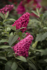 Budleja Dawida "Butterfly Candy Little Ruby" - Buddleja davidii Butterfly Candy Little Ruby - Image 2