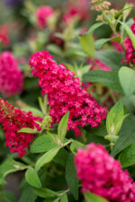 Budleja Dawida "Butterfly Candy Little Ruby" - Buddleja davidii Butterfly Candy Little Ruby
